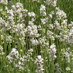 Summer Lavenders