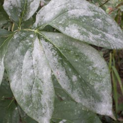 Dealing with Powdery Mildew