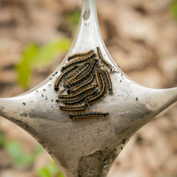 Tent Caterpillars