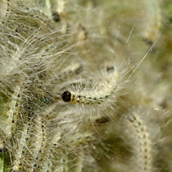 Tent Caterpillars