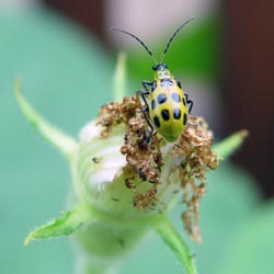 Vegetable Garden Tidbits