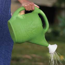 Summer Watering Tips