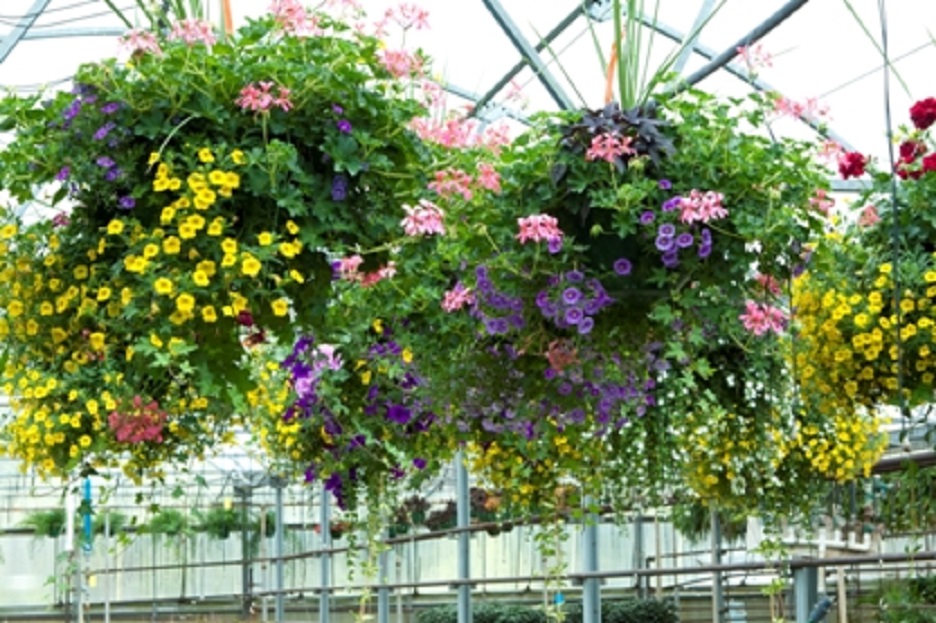 “”Tag it and Leave it!” Hanging Basket Workshop and Tour of our Production Facilities