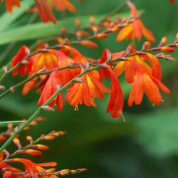 Summer Sizzles With Crocosmia