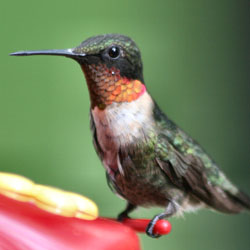 Hummingbird perched on Hummingbird Feeder