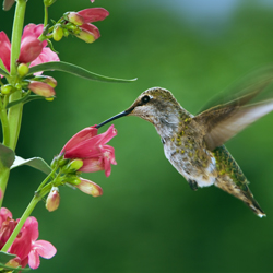 Attracting Hummingbirds