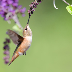 Hummingbird