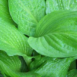 Close water droplets on Hosta