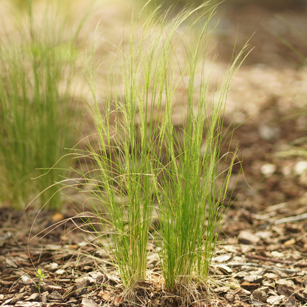 Mulch Timing Tools Technique