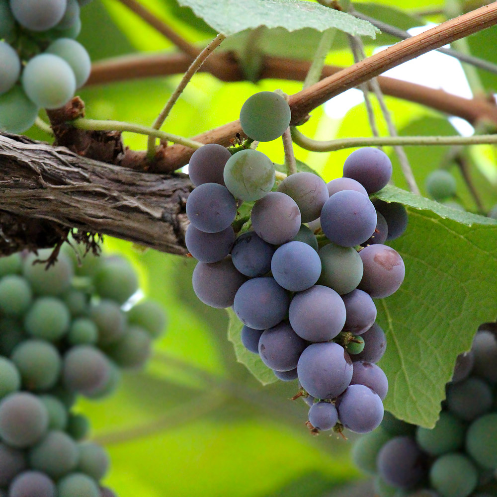 Fruit for Urban Garden