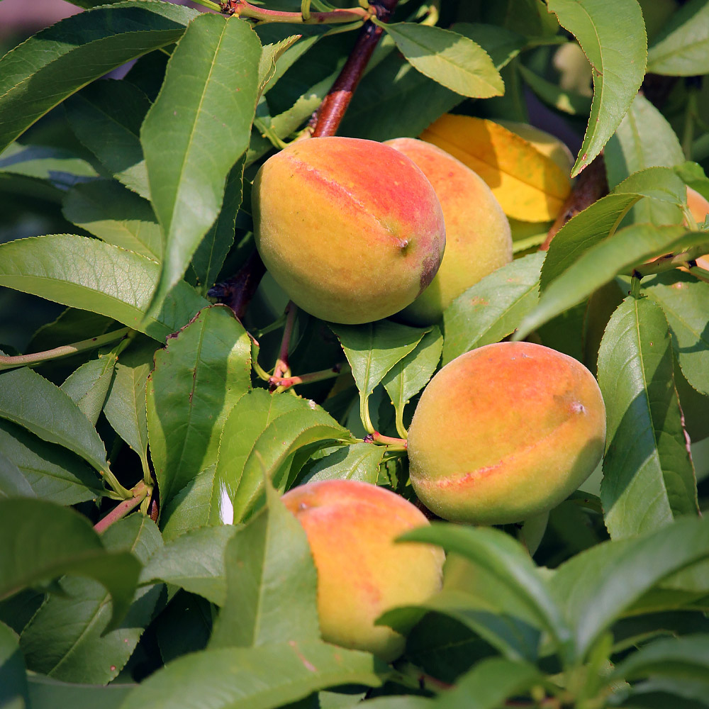 Fruit for Urban Garden