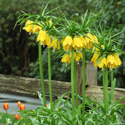 Bulbs for Better Home Value