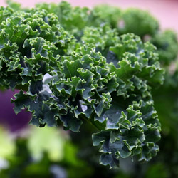 Favorite Fall Greens