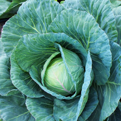 Favorite Fall Greens