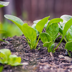 Favorite Fall Greens