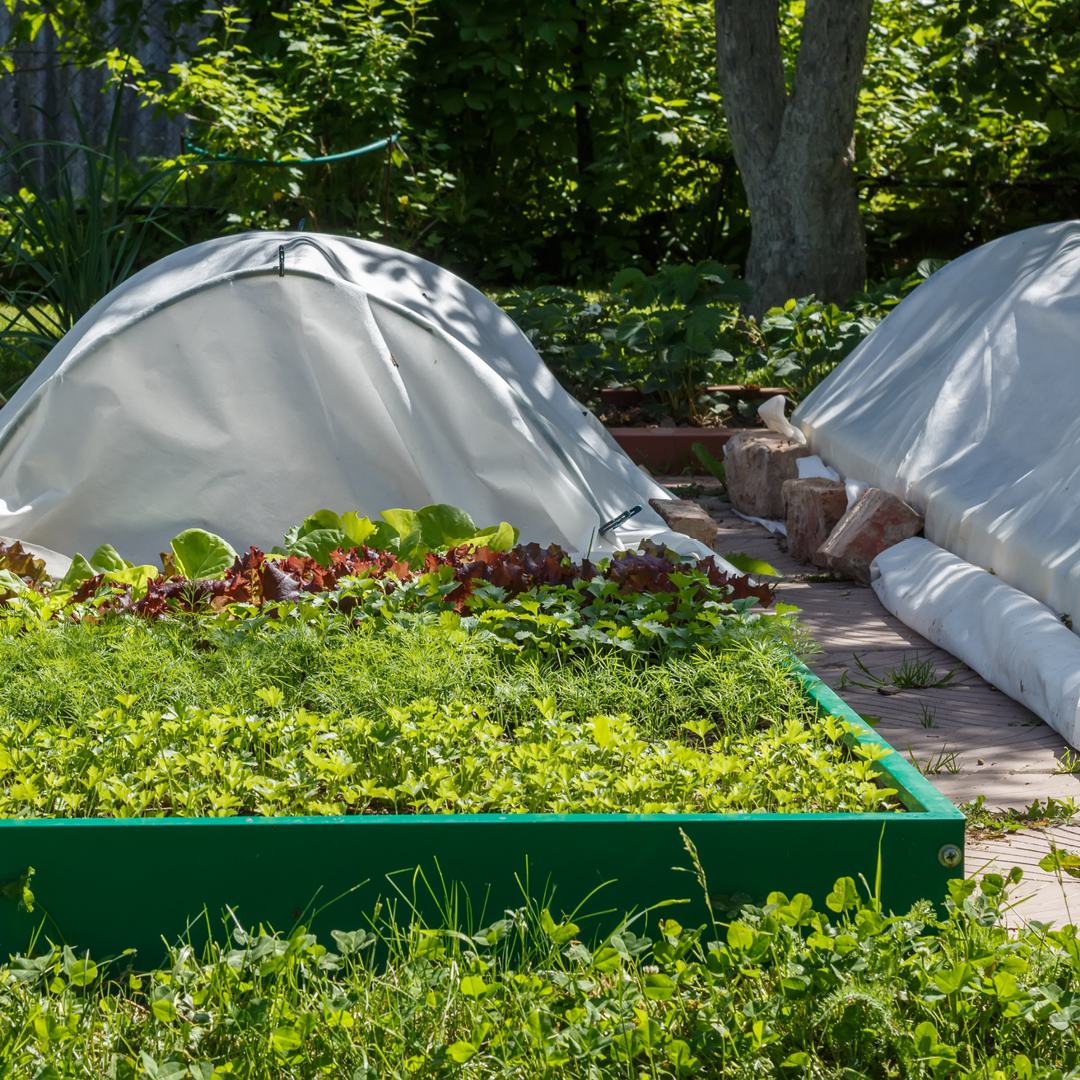 frost cloth spring protection