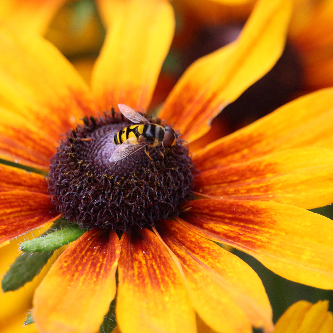 supporting garden pollinators